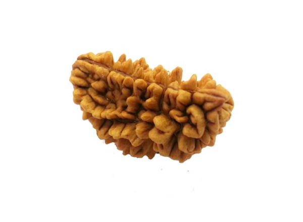 1 Mukhi Kaju Shape